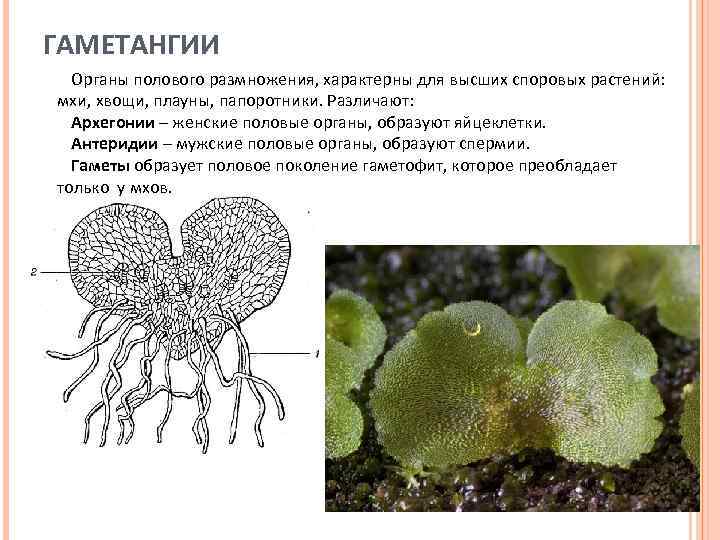 Имеют придаточные корни антеридии и архегонии