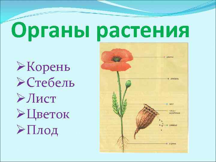 Органы растения ØКорень ØСтебель ØЛист ØЦветок ØПлод 