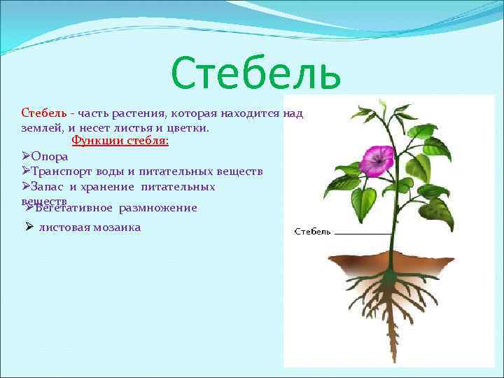 Стебель - часть растения, которая находится над землей, и несет листья и цветки. Функции