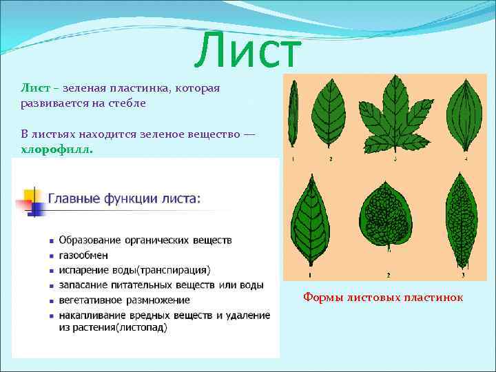 Лист – зеленая пластинка, которая развивается на стебле В листьях находится зеленое вещество —