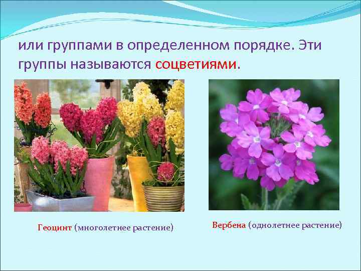 или группами в определенном порядке. Эти группы называются соцветиями. Геоцинт (многолетнее растение) Вербена (однолетнее
