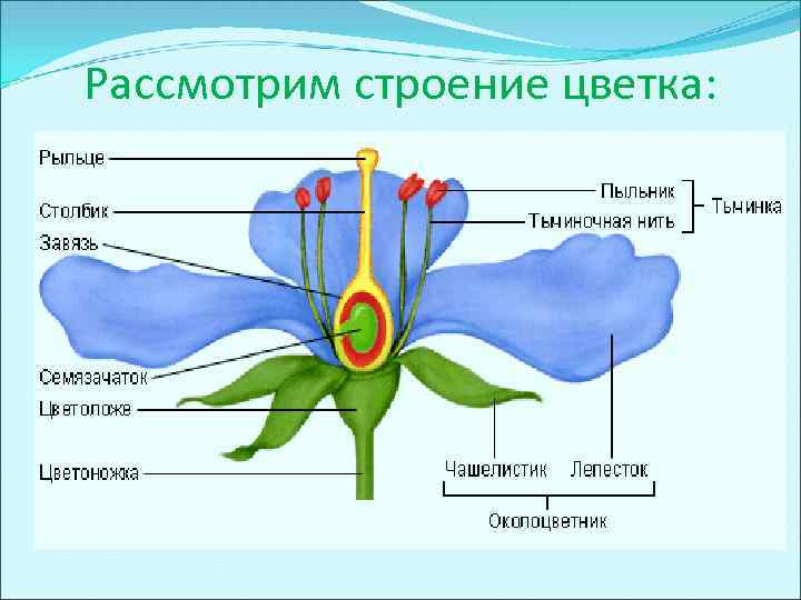 Рассмотрим строение цветка: 