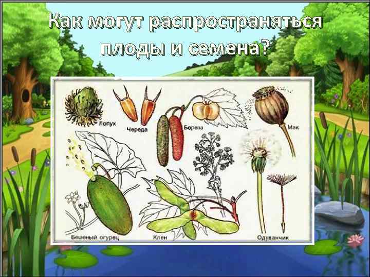 Как могут распространяться плоды и семена? 