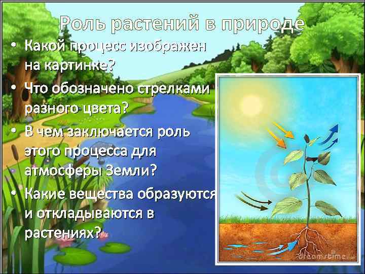 Роль растений в природе • Какой процесс изображен на картинке? • Что обозначено стрелками