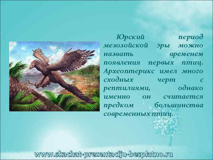 Юрский период мезозойской эры можно назвать временем появления первых птиц. Археоптерикс имел много сходных