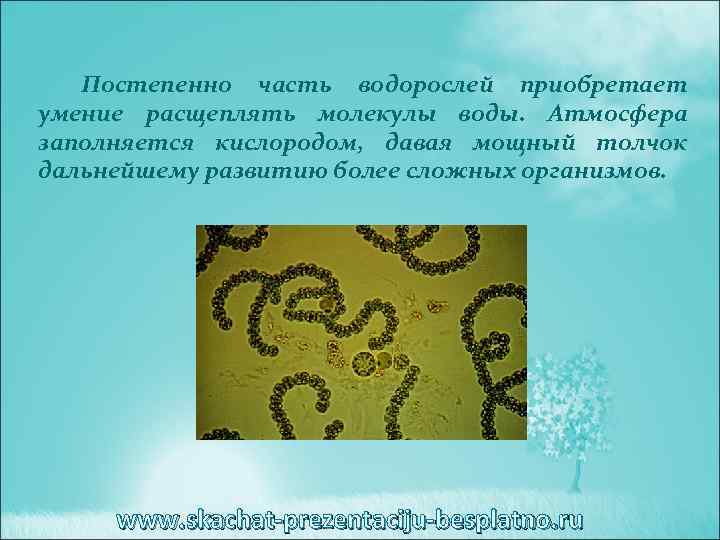 Постепенно часть водорослей приобретает умение расщеплять молекулы воды. Атмосфера заполняется кислородом, давая мощный толчок