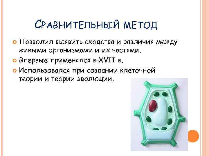 СРАВНИТЕЛЬНЫЙ МЕТОД Позволил выявить сходства и различия между живыми организмами и их частями. Впервые