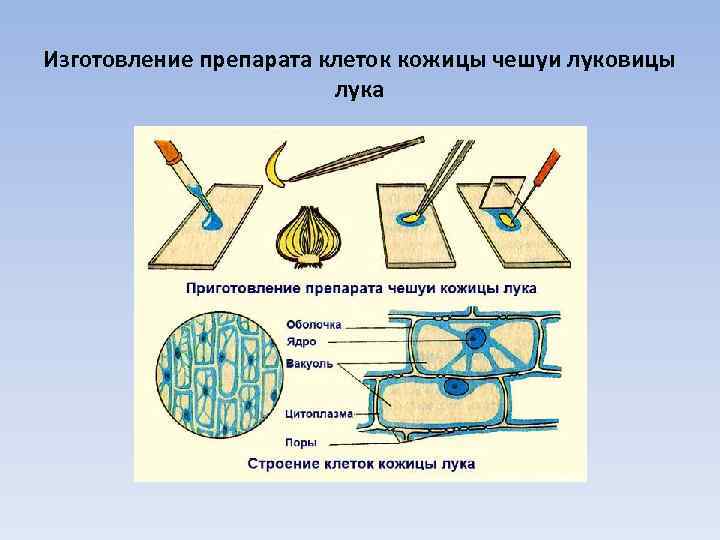 Изготовление препарата клеток кожицы чешуи луковицы лука 