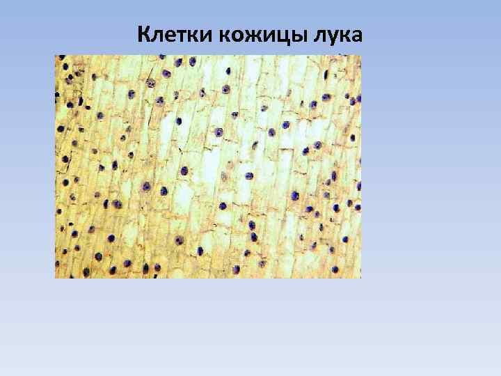 Клетки кожицы лука (микрофотография) 