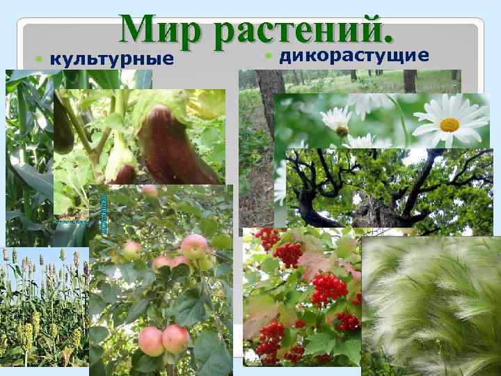  Мир растений. дикорастущие культурные 