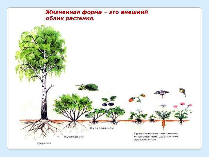 Жизненная форма – это внешний облик растения. 