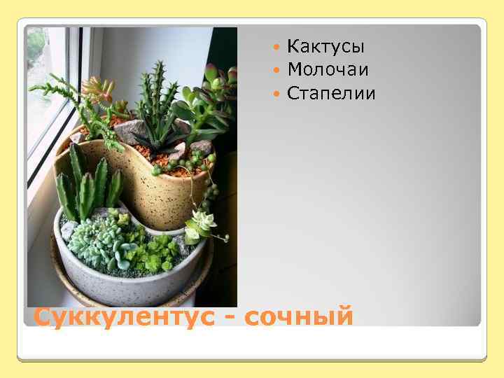 Кактусы Молочаи Стапелии Суккулентус - сочный 