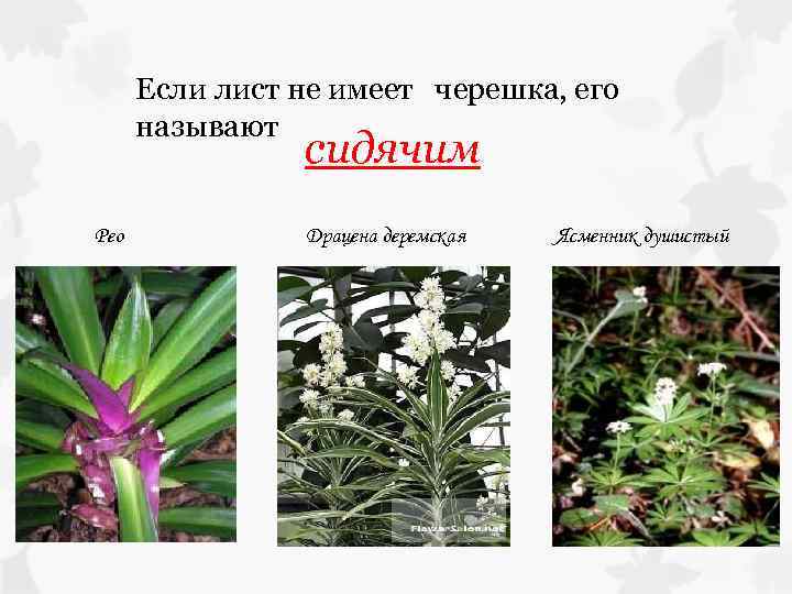 Если лист не имеет черешка, его называют сидячим Рео Драцена деремская Ясменник душистый 