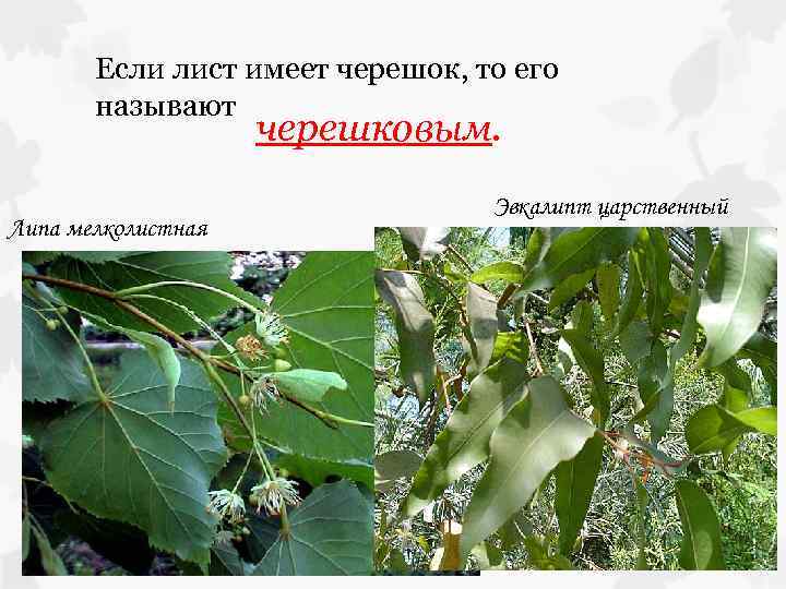 Если лист имеет черешок, то его называют черешковым. Липа мелколистная Эвкалипт царственный 