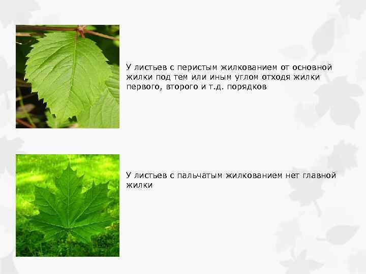  У листьев с перистым жилкованием от основной жилки под тем или иным углом