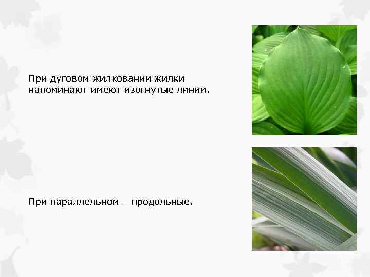 При дуговом жилковании жилки напоминают имеют изогнутые линии. При параллельном – продольные. 