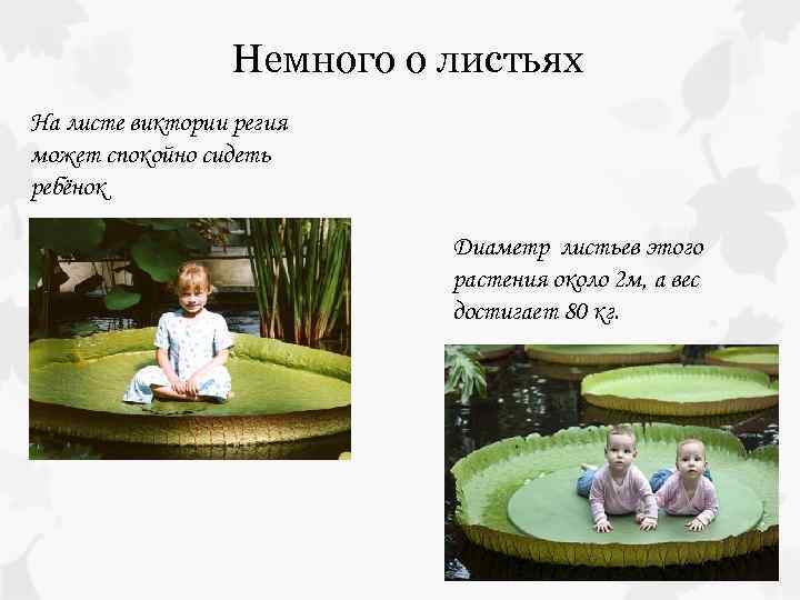  Немного о листьях На листе виктории регия может спокойно сидеть ребёнок Диаметр листьев