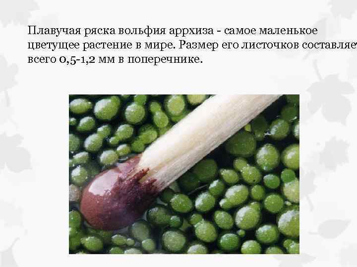 Плавучая ряска вольфия аррхиза - самое маленькое цветущее растение в мире. Размер его листочков
