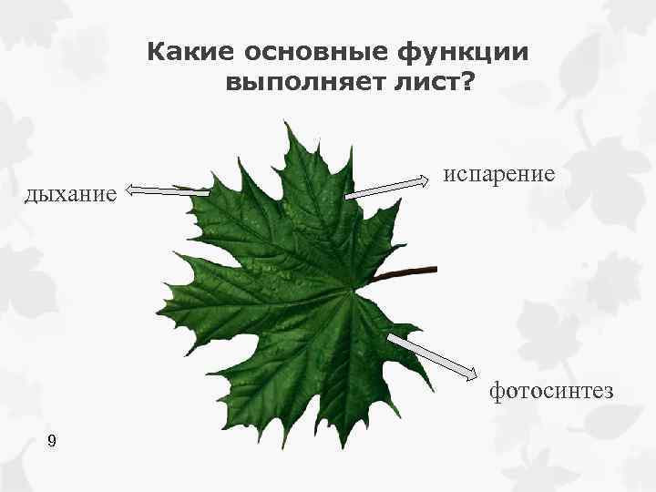 Какие основные функции выполняет лист? дыхание испарение фотосинтез 9 