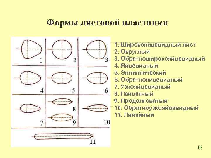 Формы листовой пластинки 1. Широкояйцевидный лист 2. Округлый 3. Обратноширокояйцевидный 4. Яйцевидный 5. Эллиптический