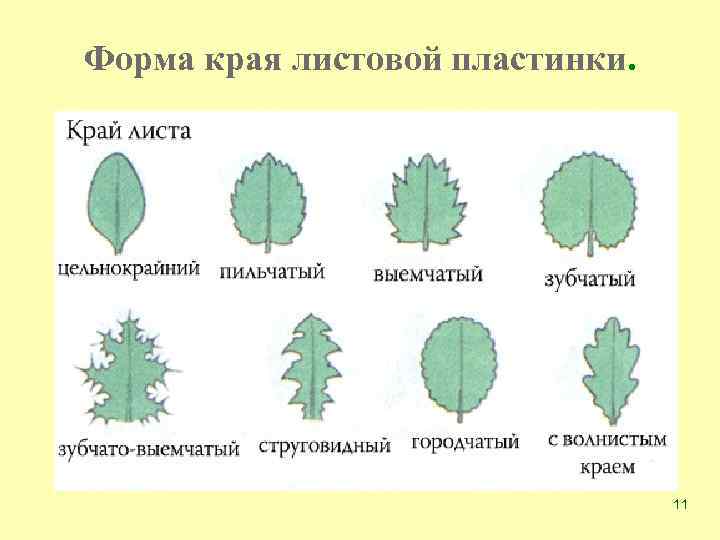 Форма края листовой пластинки. 11 