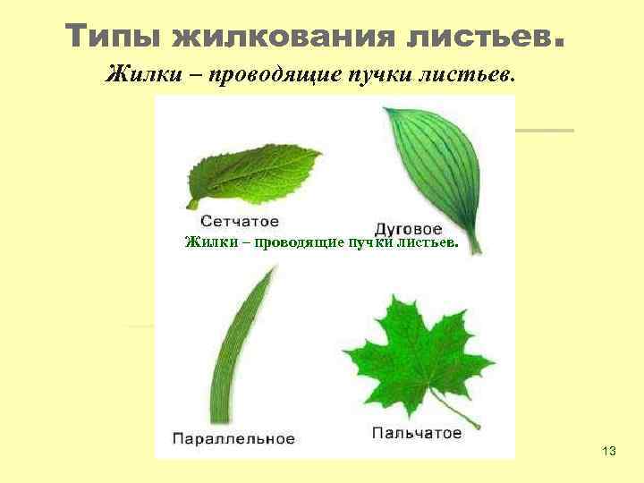 Типы жилкования листьев. Жилки – проводящие пучки листьев. 13 