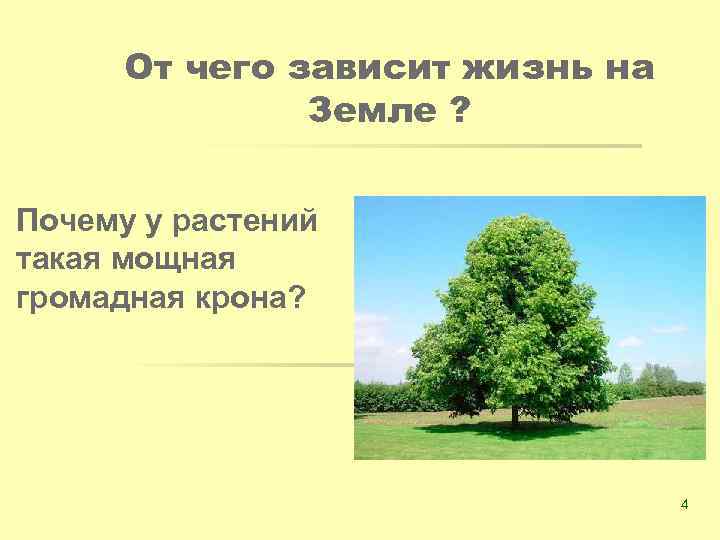 От чего зависит жизнь на Земле ? Почему у растений такая мощная громадная крона?