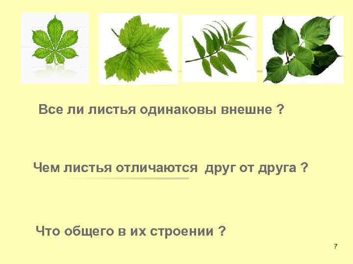 Все ли листья одинаковы внешне ? Чем листья отличаются друг от друга ? Что