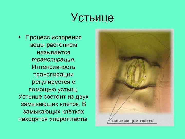 Устьице • Процесс испарения воды растением называется транспирация. Интенсивность транспирации регулируется с помощью устьиц.