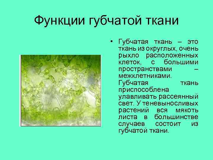 Функции губчатой ткани • Губчатая ткань – это ткань из округлых, очень рыхло расположенных