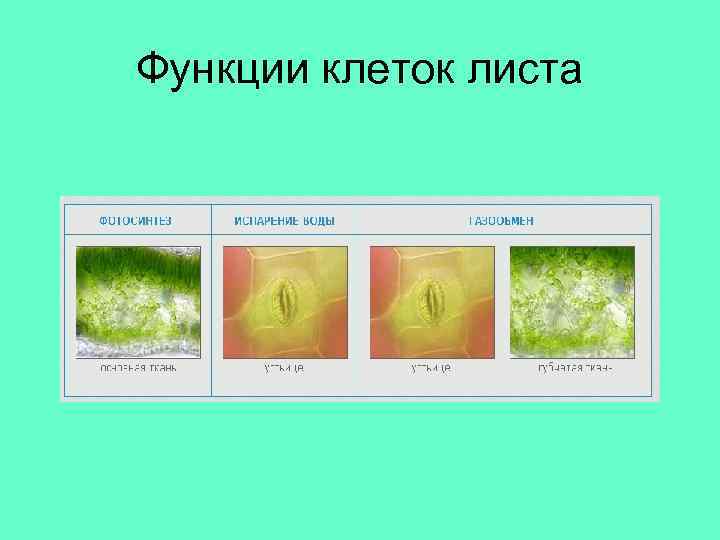 Функции клеток листа 