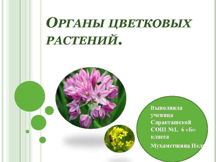 ОРГАНЫ ЦВЕТКОВЫХ РАСТЕНИЙ. Выполнила ученица Саракташской СОШ № 1, 6 «Б» класса Мухаметшина Неля