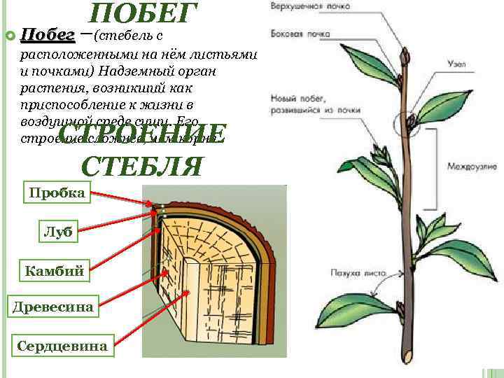 ПОБЕГ Побег –(стебель с расположенными на нём листьями и почками) Надземный орган растения, возникший