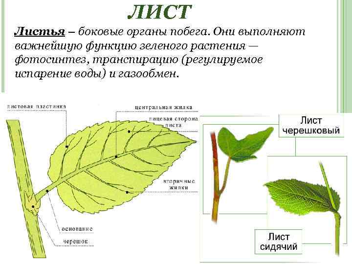 ЛИСТ Листья – боковые органы побега. Они выполняют важнейшую функцию зеленого растения — фотосинтез,