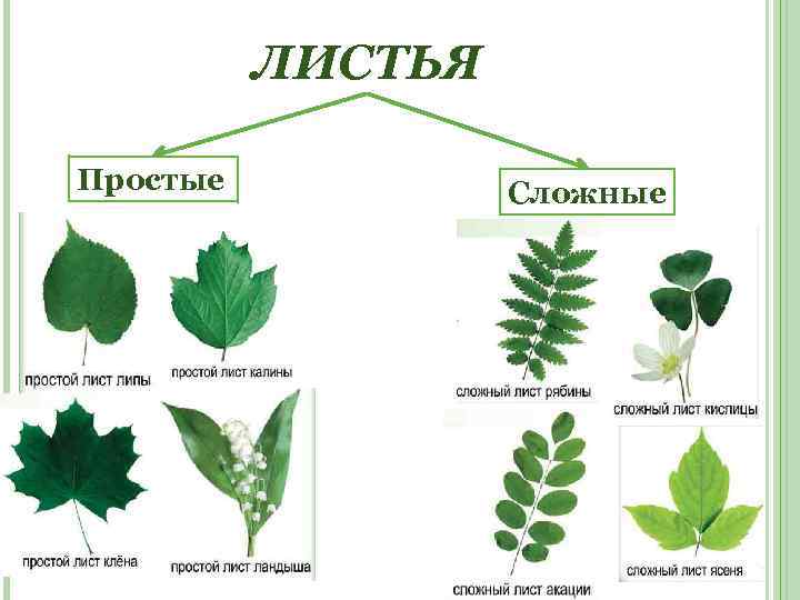 ЛИСТЬЯ Простые Сложные 