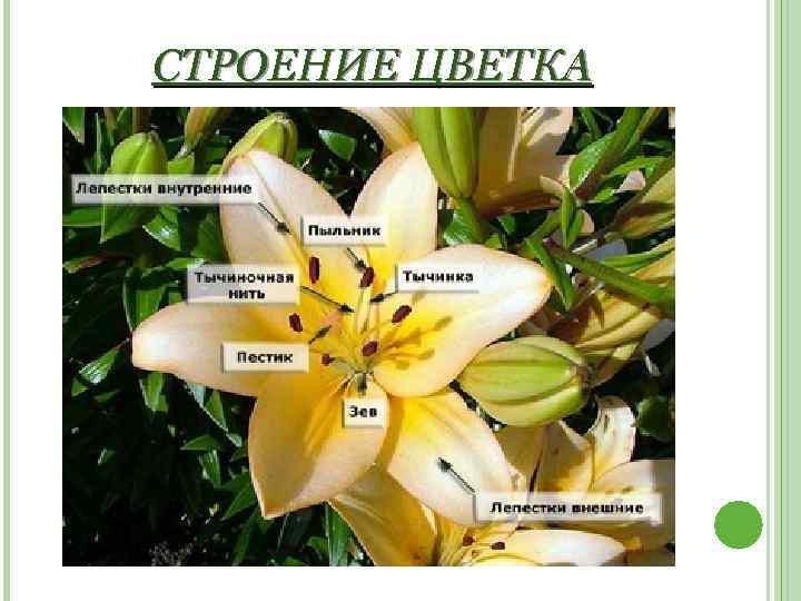 СТРОЕНИЕ ЦВЕТКА 