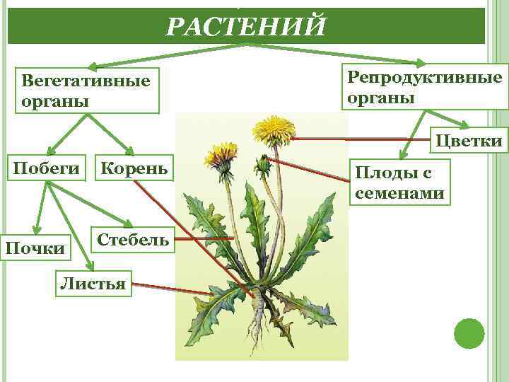 ОРГАНЫ ЦВЕТКОВЫХ РАСТЕНИЙ Вегетативные органы Репродуктивные органы Цветки Побеги Почки Корень Стебель Листья Плоды