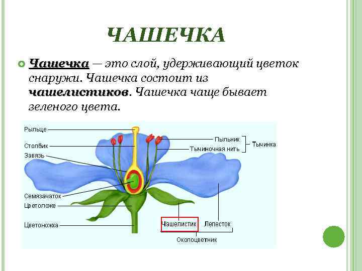 ЧАШЕЧКА Чашечка — это слой, удерживающий цветок снаружи. Чашечка состоит из чашелистиков. Чашечка чаще