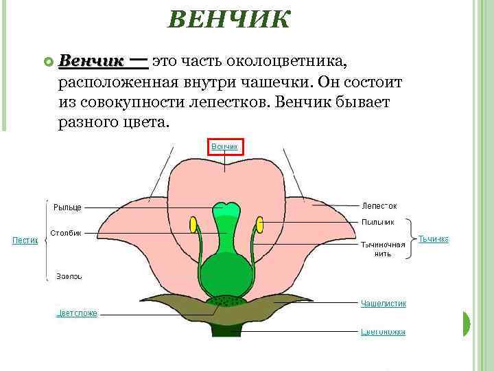 ВЕНЧИК Венчик — это часть околоцветника, расположенная внутри чашечки. Он состоит из совокупности лепестков.