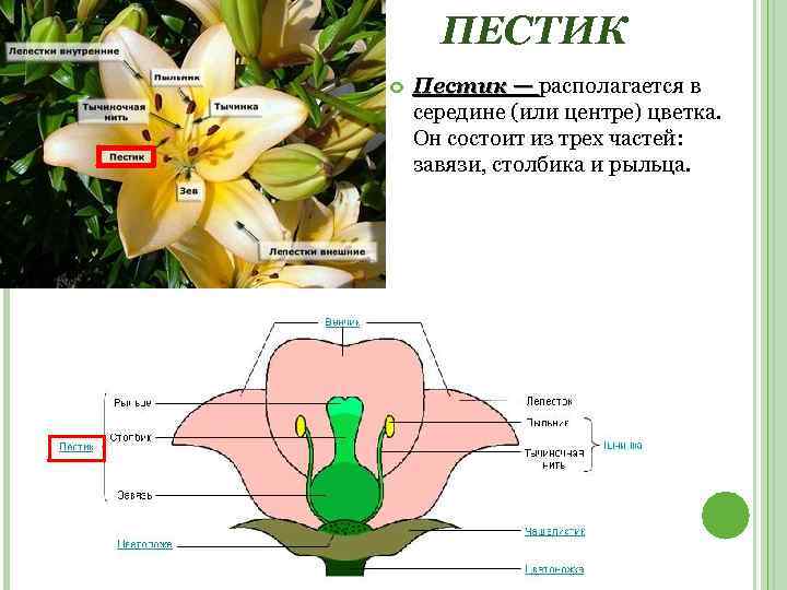 ПЕСТИК Пестик — располагается в середине (или центре) цветка. Он состоит из трех частей: