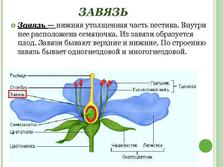 ЗАВЯЗЬ Завязь — нижняя утолщенная часть пестика. Внутри нее расположена семяпочка. Из завязи образуется