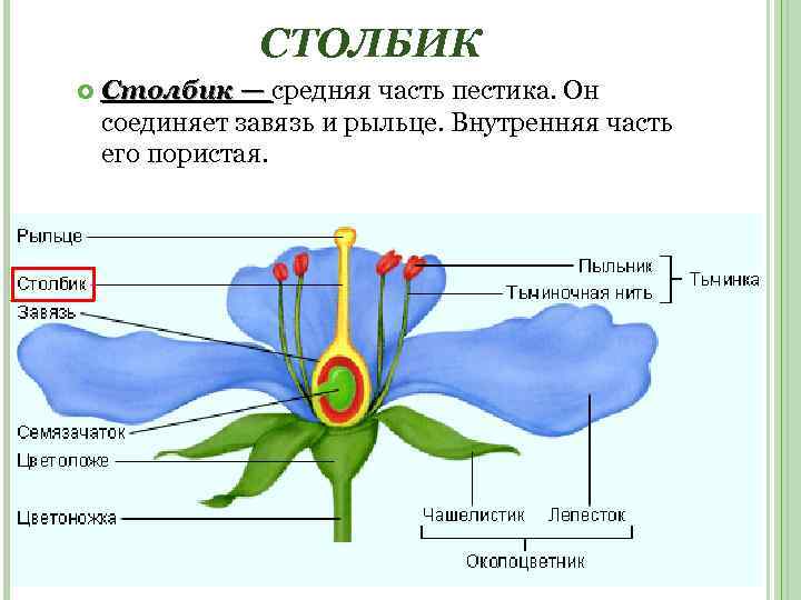 СТОЛБИК Столбик — средняя часть пестика. Он соединяет завязь и рыльце. Внутренняя часть его