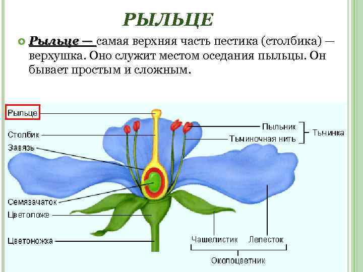 РЫЛЬЦЕ Рыльце — самая верхняя часть пестика (столбика) — верхушка. Оно служит местом оседания