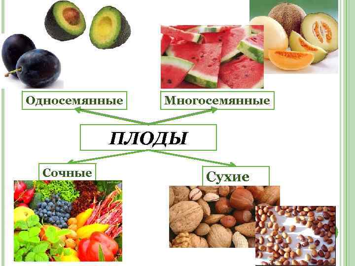 Односемянные Многосемянные ПЛОДЫ Сочные Сухие 