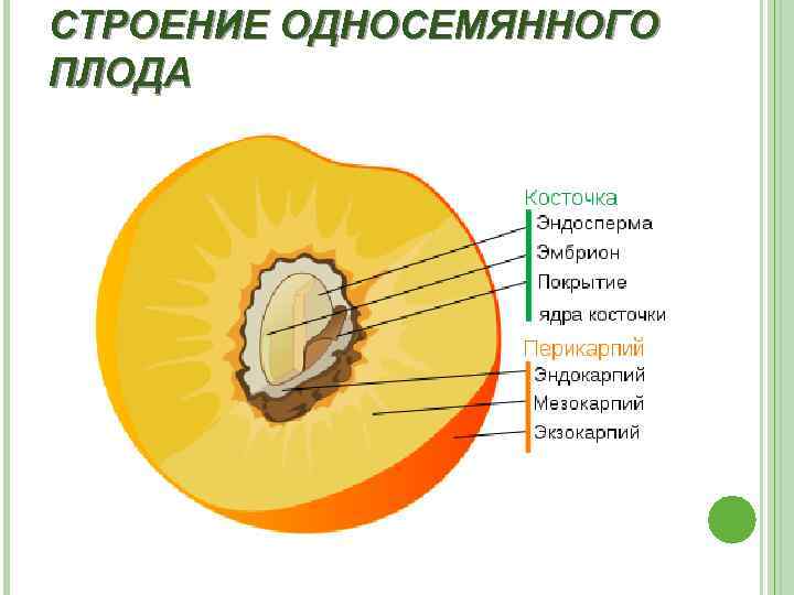 СТРОЕНИЕ ОДНОСЕМЯННОГО ПЛОДА 