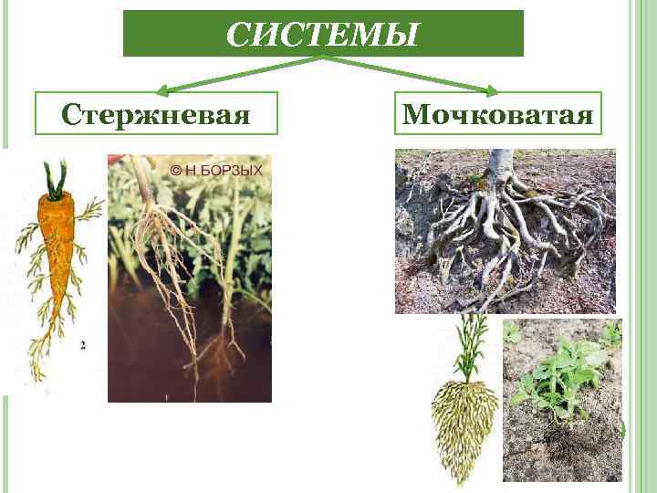 КОРНЕВЫЕ СИСТЕМЫ Стержневая Мочковатая 