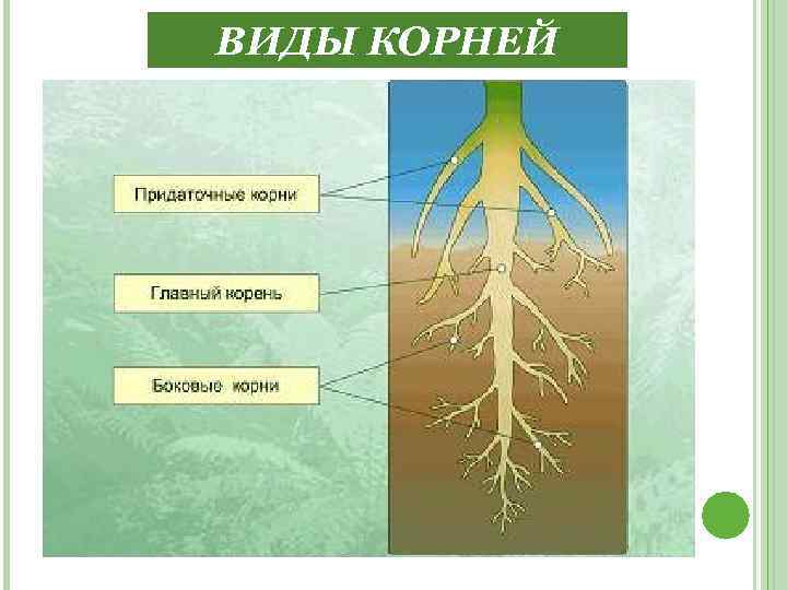 ВИДЫ КОРНЕЙ 