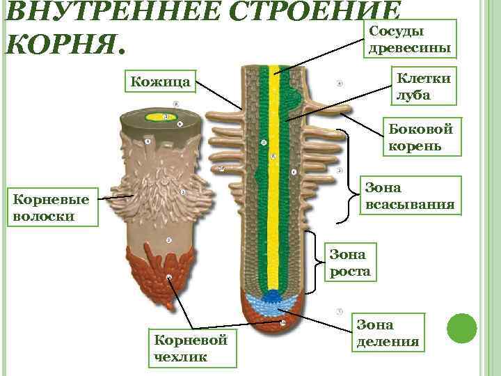 ВНУТРЕННЕЕ СТРОЕНИЕ Сосуды древесины КОРНЯ. Клетки луба Кожица Боковой корень Зона всасывания Корневые волоски