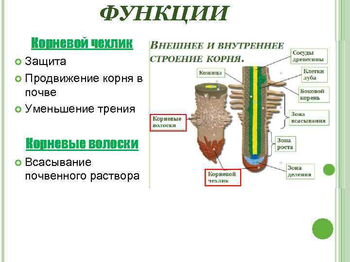 ФУНКЦИИ Корневой чехлик Защита Продвижение корня в почве Уменьшение трения Корневые волоски Всасывание почвенного