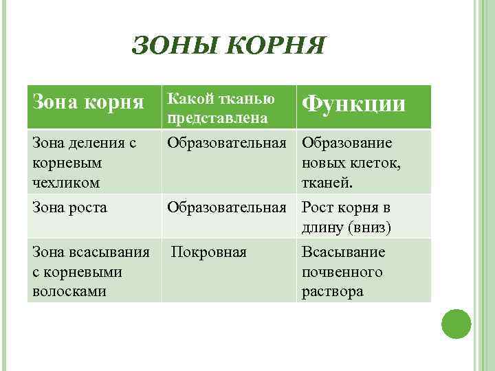 ЗОНЫ КОРНЯ Зона корня Зона деления с корневым чехликом Зона роста Зона всасывания с